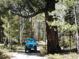 Grand Old Fir, Raspberry Gulch